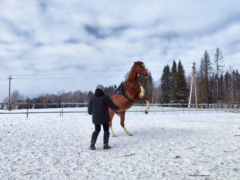 A rider engages with a horse that is rearing up in a snowy arena surrounded by tall trees on a winter day.