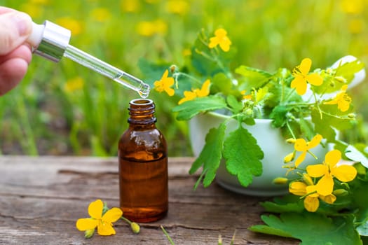 Medicinal herb celandine extract and dietary supplements. Selective focus. Nature.