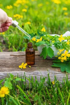 Medicinal herb celandine extract and dietary supplements. Selective focus. Nature.