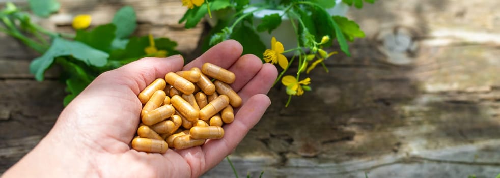 Medicinal herb celandine extract and dietary supplements. Selective focus. Nature.