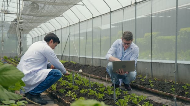 Two Biotechnology man engineer holding magnifying glass and looking at the vegetables leaf in hydroponics farm for disease, Professional researcher agriculture scientist use laptop computer