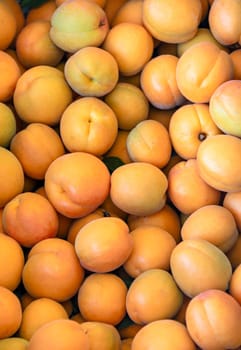 Fresh apricots for sale on farm stand in Okanagan valley.