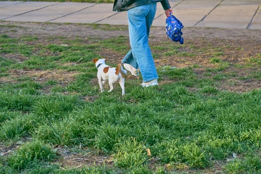 a small dog of a breed originally used for turning out foxes and other burrowing animals from their lairs