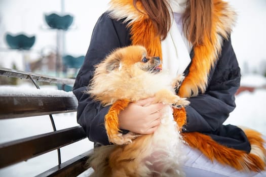 A fluffy red Pomeranian is being held by its owner, sharing a moment of love and warmth in a snowy environment.