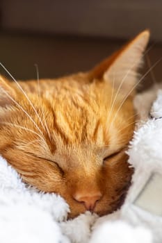 A detailed close up of a cute orange cat resting and sleeping peacefully on a soft white blanket, showcasing its beautiful fur and whiskers