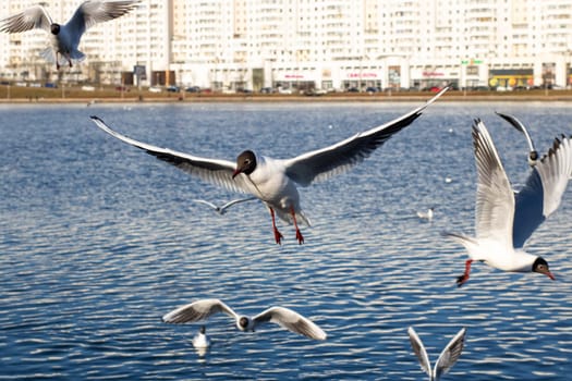 Numerous seagulls are gracefully soaring high above a large expanses of shimmering water, enjoying the open sky and surrounding nature
