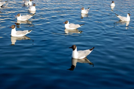 A large flock of seagulls gracefully swims and glides across the clear water, enjoying their time together in the tranquil environment