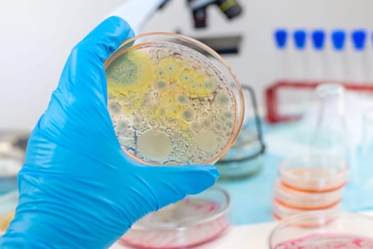 Examine bacteria in petri dishes in the laboratory. Selective focus. nature.
