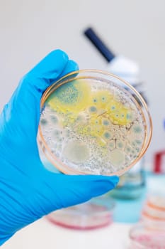 Examine bacteria in petri dishes in the laboratory. Selective focus. nature.