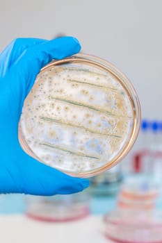 Examine bacteria in petri dishes in the laboratory. Selective focus. nature.
