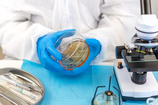 Examine bacteria in petri dishes in the laboratory. Selective focus. nature.