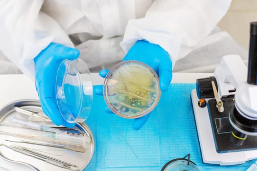 Examine bacteria in petri dishes in the laboratory. Selective focus. nature.