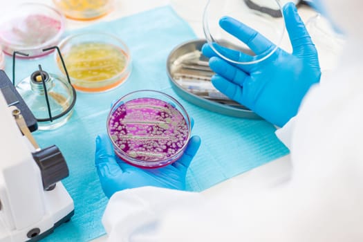 Examine bacteria in petri dishes in the laboratory. Selective focus. nature.