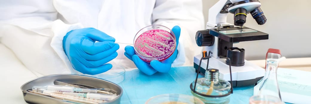 Examine bacteria in petri dishes in the laboratory. Selective focus. nature.
