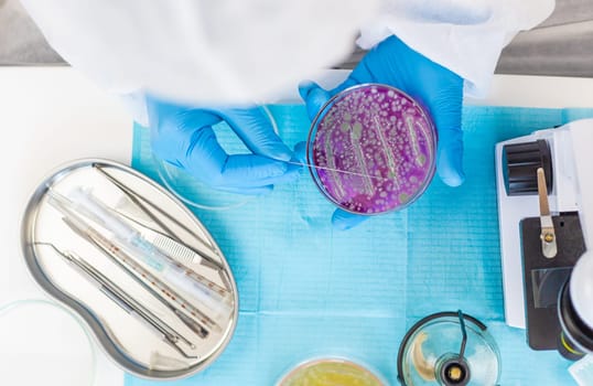 Examine bacteria in petri dishes in the laboratory. Selective focus. nature.