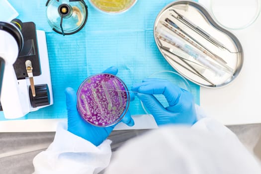 Examine bacteria in petri dishes in the laboratory. Selective focus. nature.