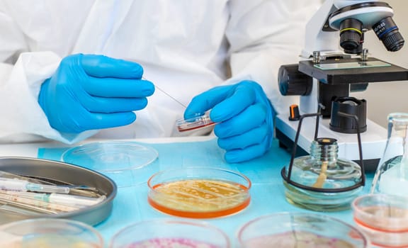Examine bacteria in petri dishes in the laboratory. Selective focus. nature.
