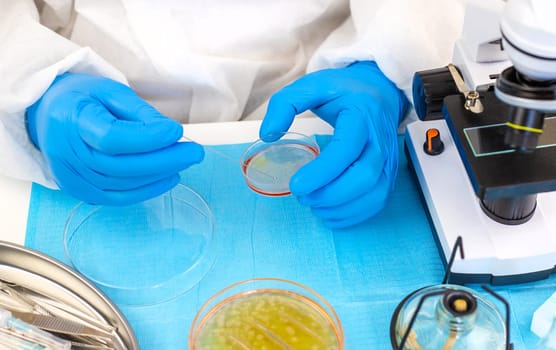 Examine bacteria in petri dishes in the laboratory. Selective focus. nature.