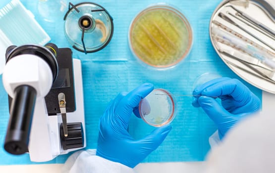 Examine bacteria in petri dishes in the laboratory. Selective focus. nature.