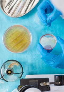 Examine bacteria in petri dishes in the laboratory. Selective focus. nature.