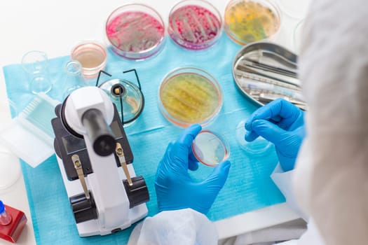 Examine bacteria in petri dishes in the laboratory. Selective focus. nature.