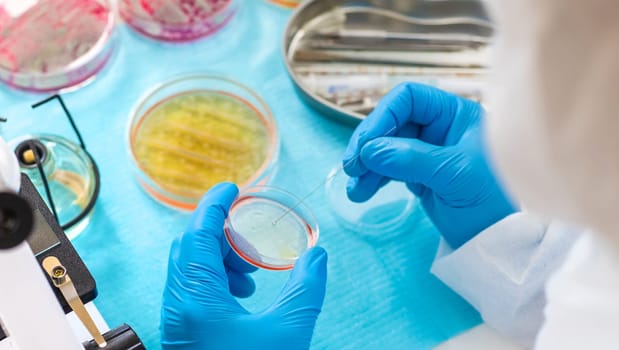 Examine bacteria in petri dishes in the laboratory. Selective focus. nature.