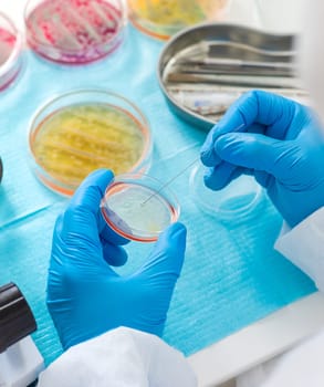 Examine bacteria in petri dishes in the laboratory. Selective focus. nature.