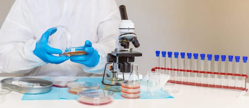 Examine bacteria in petri dishes in the laboratory. Selective focus. nature.