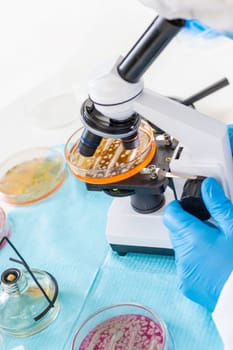 Examine bacteria in petri dishes in the laboratory. Selective focus. nature.
