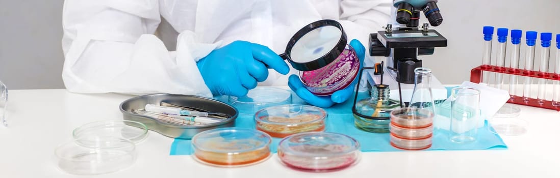 Examine bacteria in petri dishes in the laboratory. Selective focus. nature.