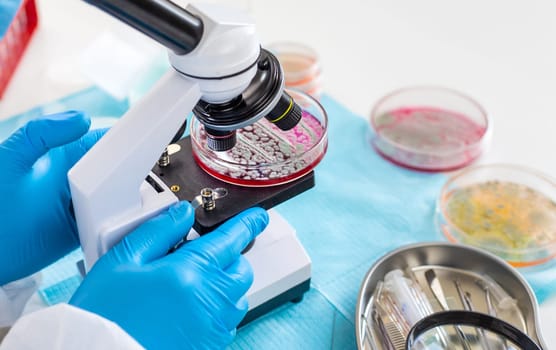Examine bacteria in petri dishes in the laboratory. Selective focus. nature.