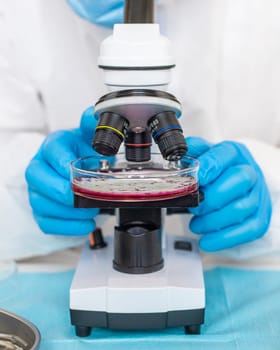 Examine bacteria in petri dishes in the laboratory. Selective focus. nature.