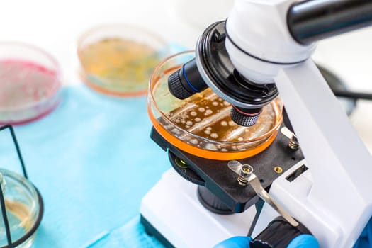 Examine bacteria in petri dishes in the laboratory. Selective focus. nature.