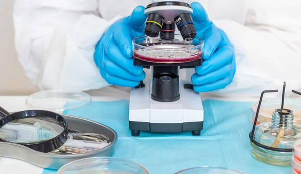 Examine bacteria in petri dishes in the laboratory. Selective focus. nature.