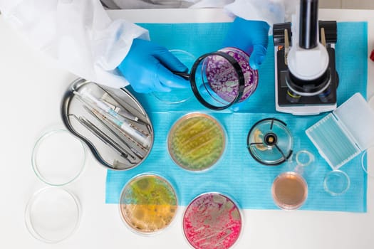 Examine bacteria in petri dishes in the laboratory. Selective focus. nature.