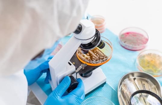 Examine bacteria in petri dishes in the laboratory. Selective focus. nature.
