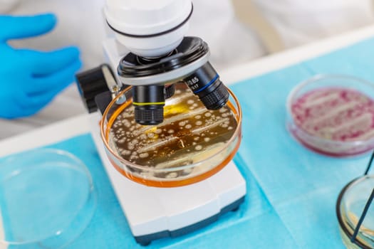Examine bacteria in petri dishes in the laboratory. Selective focus. nature.