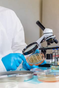 Examine bacteria in petri dishes in the laboratory. Selective focus. nature.