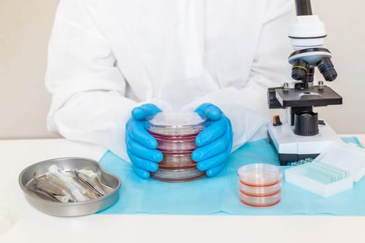 Examine bacteria in petri dishes in the laboratory. Selective focus. nature.