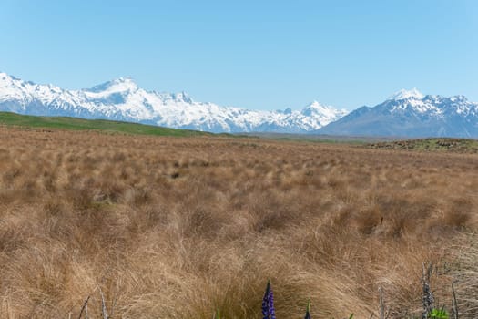 Snow clad hills in distance beyond expansive typically South Island tussock landscape in New Zealand.