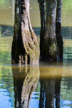 Tree growing and reflected in lake in morning light at Mclaren Falls Tauranga,