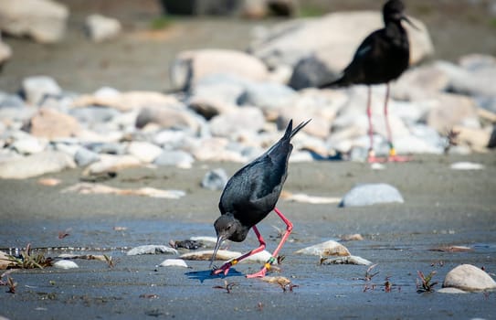 Black stilt with long red legs and a long fine pointed black bill searching for food in river in MacKenzie Basin New Zealand.