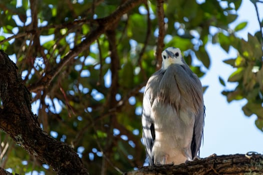 White-faced heron in pohutukawa,