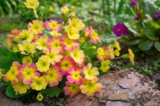 Perennial herbaceous short rhizome plant. Leaves are lanceolate, elongated, dark green
