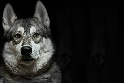 A breed of hunting sled guard dog with a curled fluffy tail