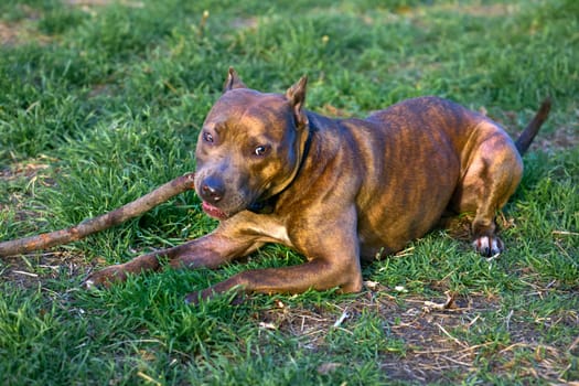 a dog of an American variety of bull terrier, noted for its muscular build.