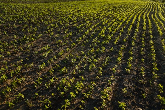 Aerial-style perspective of evenly planted soybean seedlings in tidy rows across a field. Warm evening light highlights early growth in fertile agricultural land.