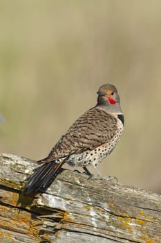 A male northern flicker is perched on an old fallen log near Liberty Lake, Washington.