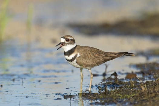 A cute killdeer bird stands in the water next to the shoreline near Liberty Lake, Washington.