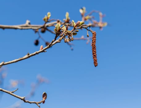 Leaves bloom on the birch tree in spring